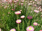 Pink paper daisies